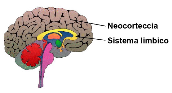 Neocorteccia - Sistema limbico