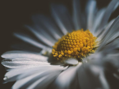 La psicosintesi per il fiorire dell’Essere